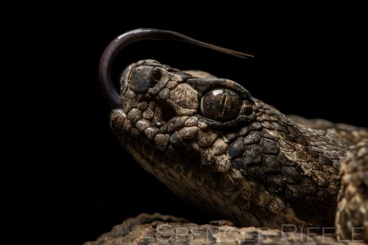 Черная мамба