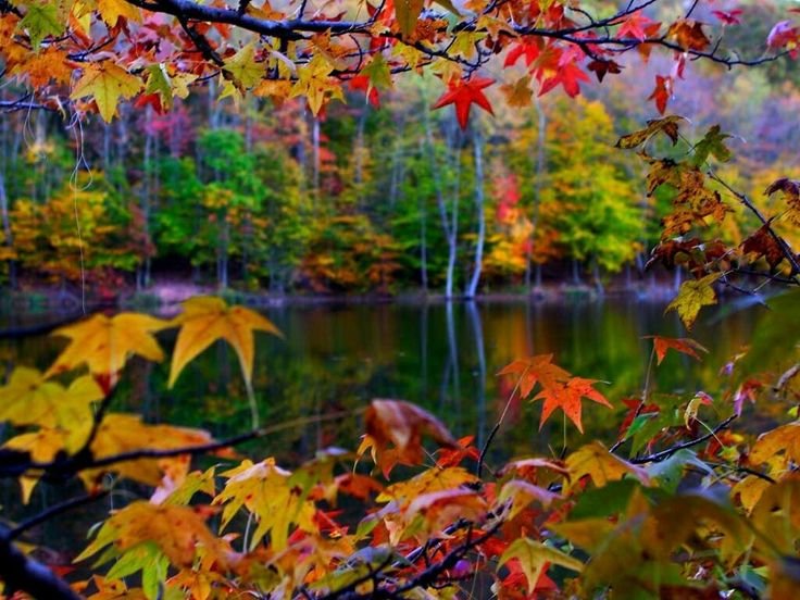 Осенние обои