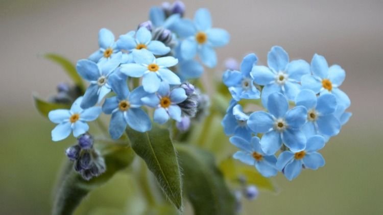 Цветы незабудки