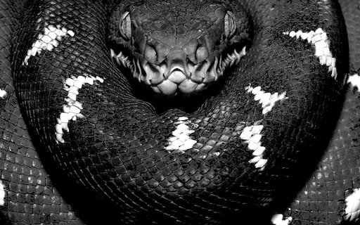 Краснобрюхий чёрный Аспид