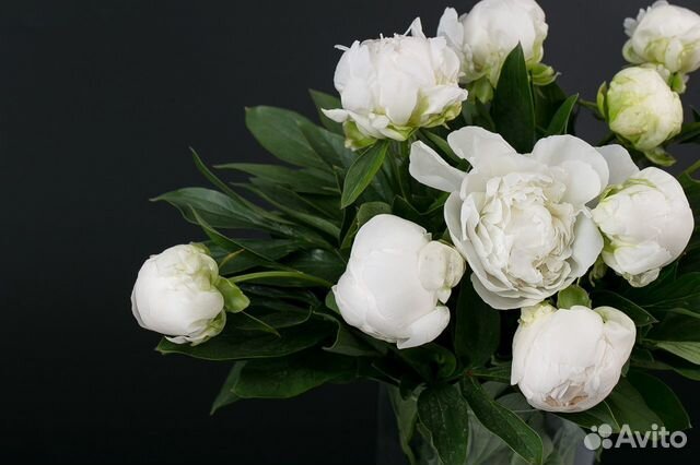 Пион Вайт Элеганс