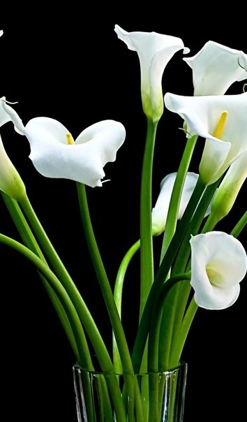 Каллы цветные