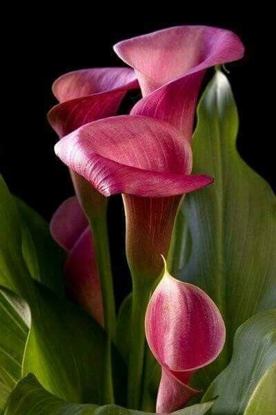 Calla Lily