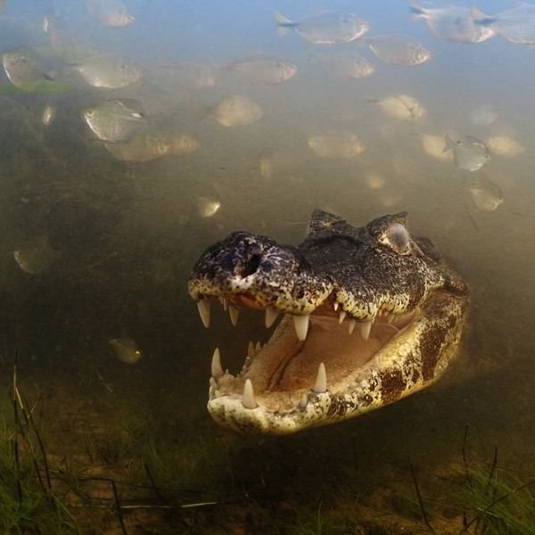 Оскал крокодила