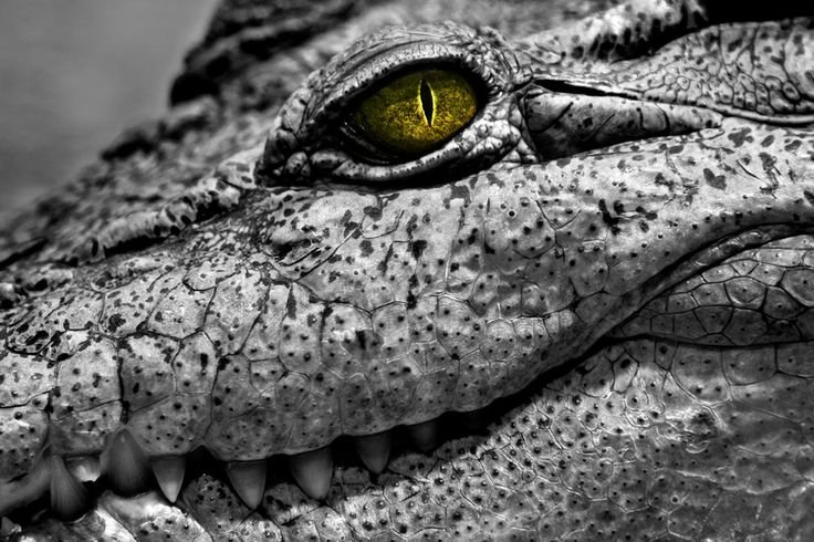 Рептилоид крокодил