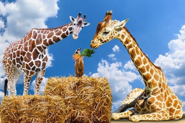 Красивый Жираф