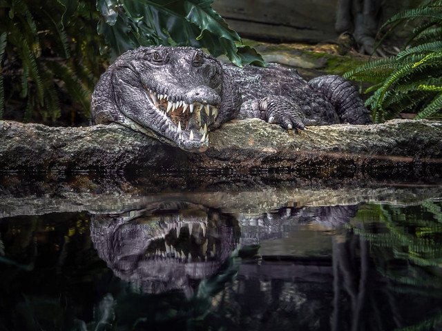 Обои на рабочий стол крокодил