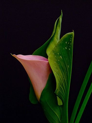 Калла Bloody Mary