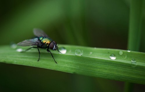 Зеленая Муха