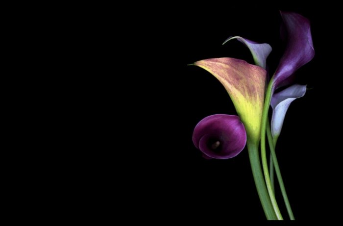 Цветы на темном фоне