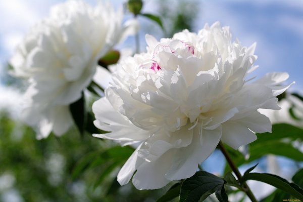 Пион Жизель