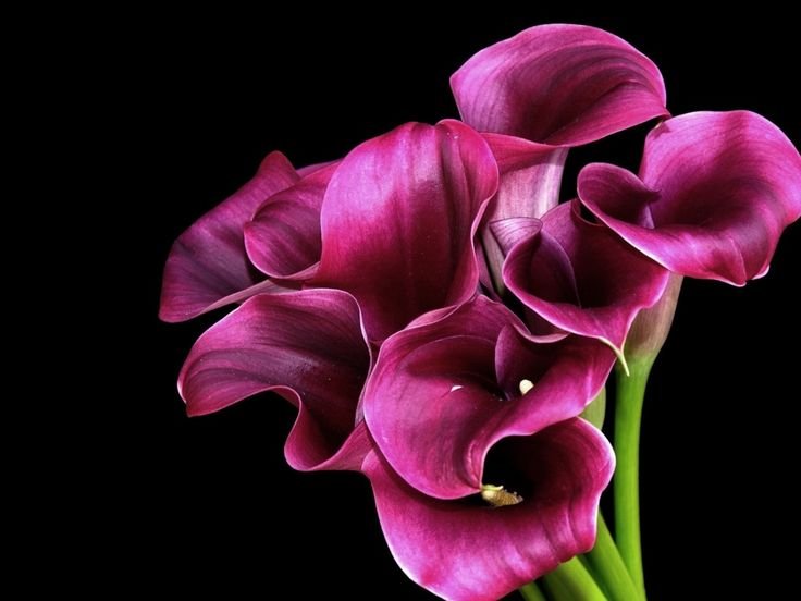 Калла аметист