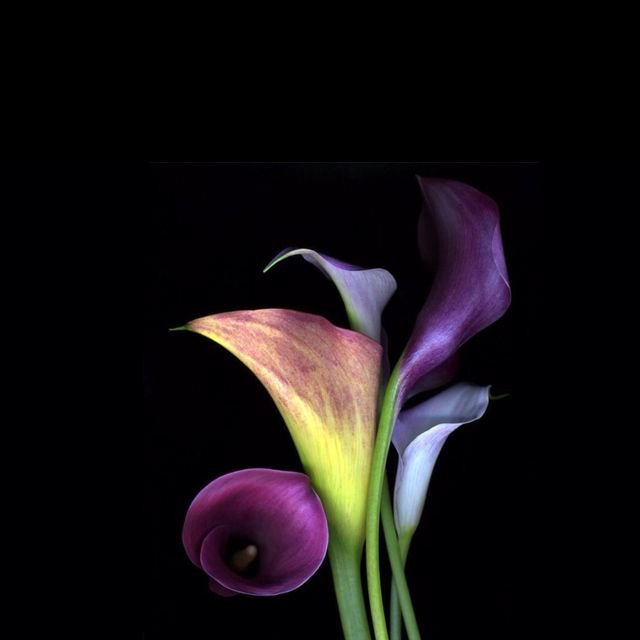 Калла Purple Spirit