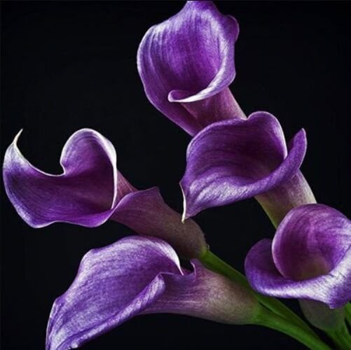 Калла Вайолет (Zantedeschia)фиолетовая