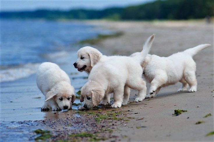 Лабрадор Голден ретривер