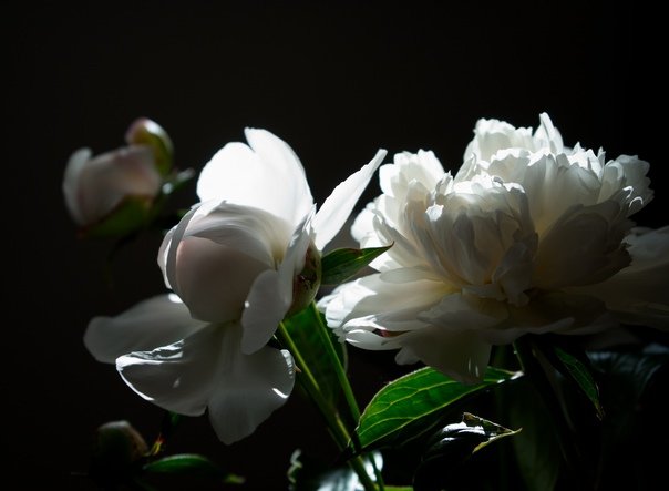 Пионы на темном фоне