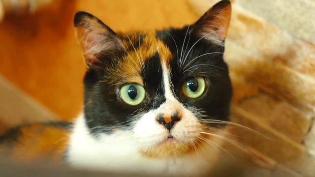 Куки сливки шоу