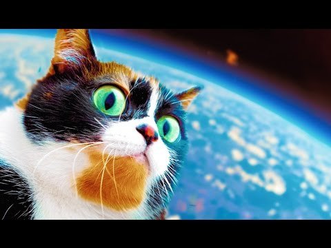 Котик сливки шоу