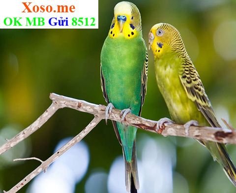 Аратинга и волнистый попугай