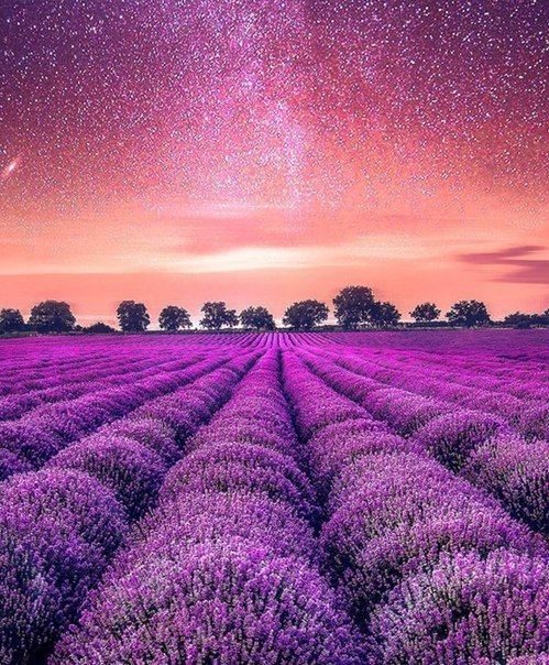 Лавандовое поле фон