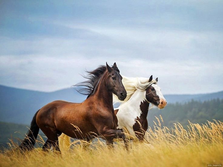 Красивые лошади