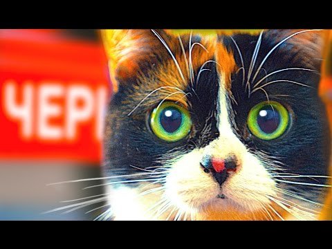 Куки кот сливки шоу