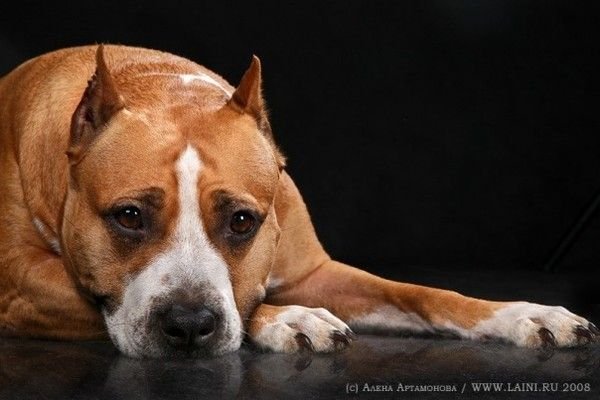 Ам стаффордширский терьер