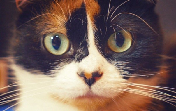 Сливки шоу Юрий Янив