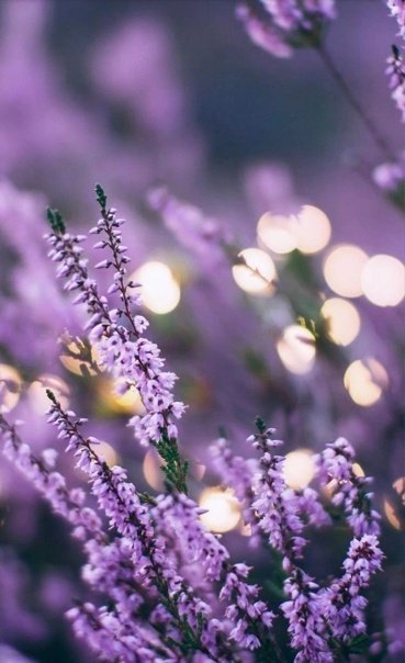 Лаванда цветок