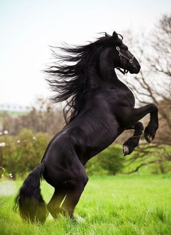 Фризская лошадь гнедая