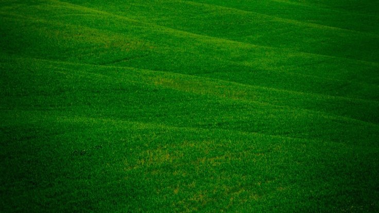 Зеленая трава