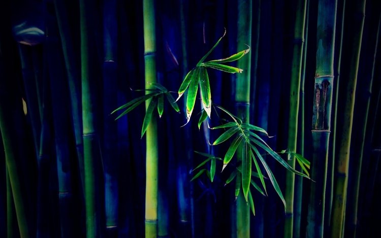 Бамбук темный