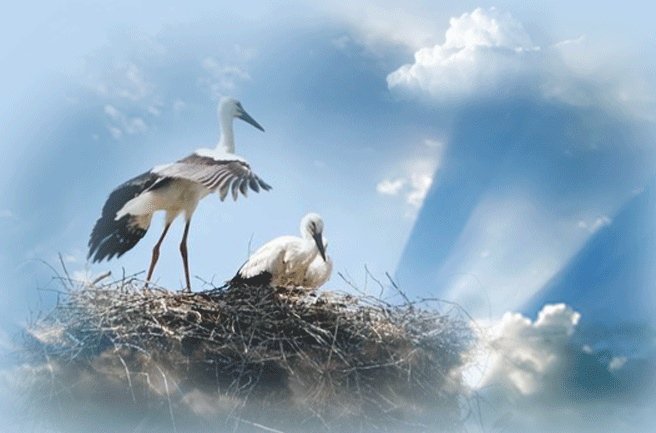 Журавли в природе