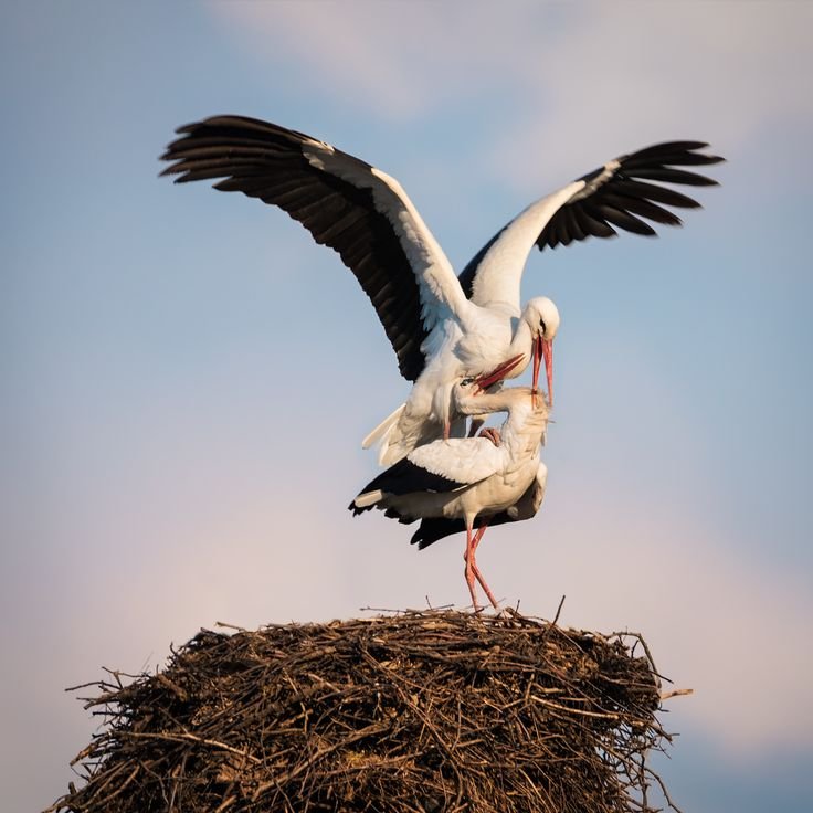 Красивый Аист