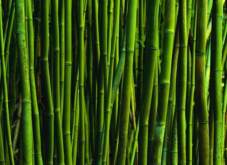 Серебристый бамбук, Bamboo Green, Bambusgruen