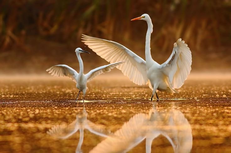 Танец журавлей в природе