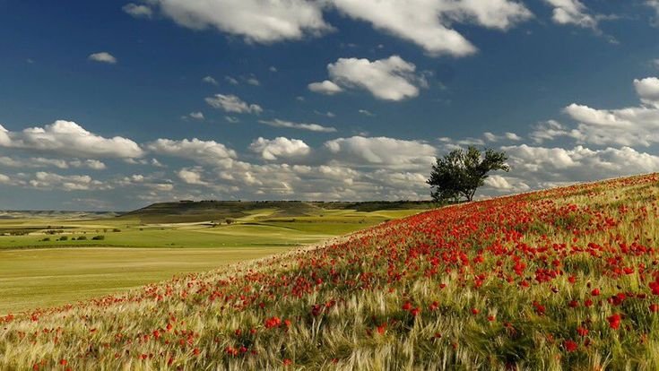 Цветущая Донская степь Ростовская область