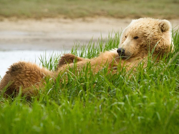 Медведь в природе