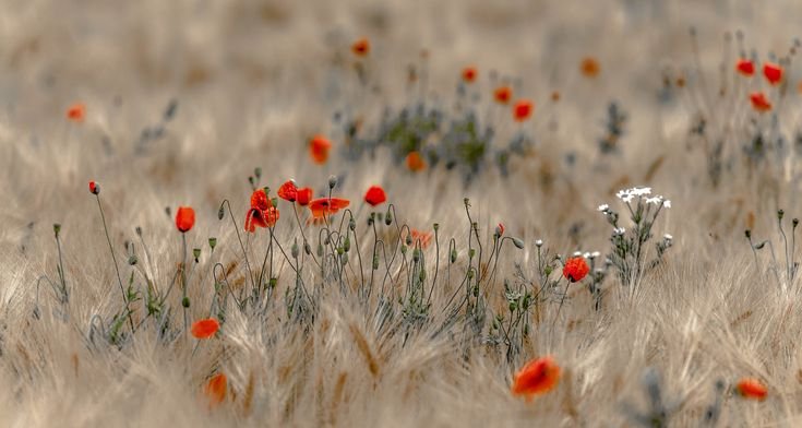Маки в степи