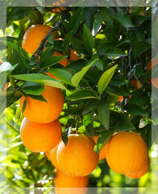 Мандарин померанец