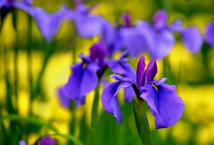 Тюльпаны и ирисы