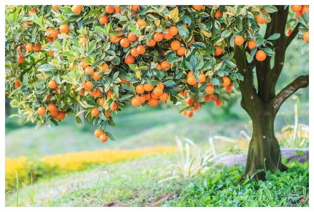 Апельсиновое дерево Павловский