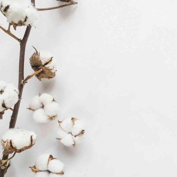 Хлопок цветок