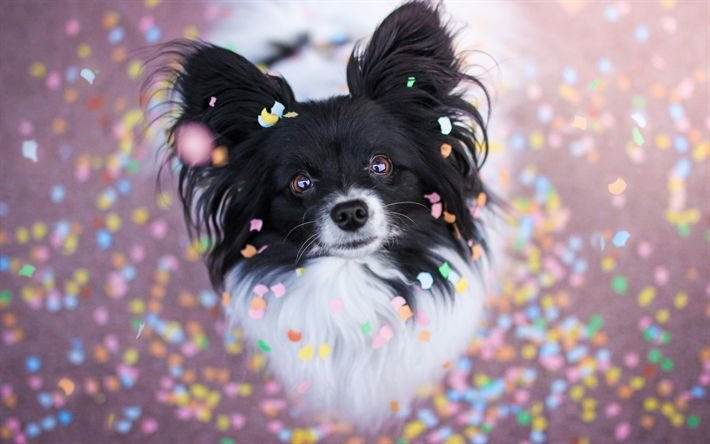 Красивые собаки