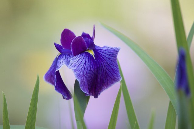 Ирис Сибирский 'Blue King'