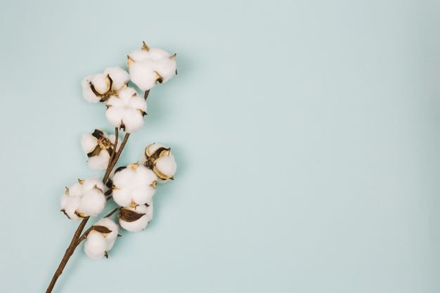 Фотофон с веточкой хлопка