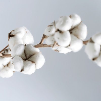 Тонковолокнистый хлопчатник