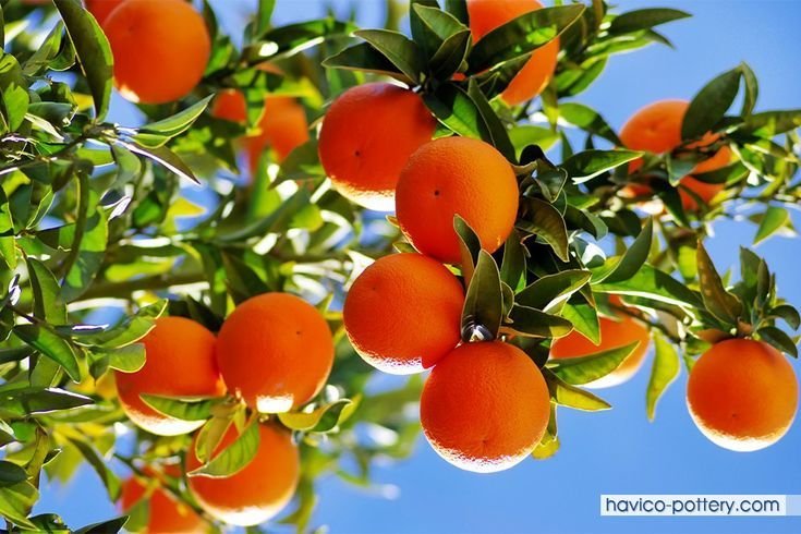 Цитрус мевалар