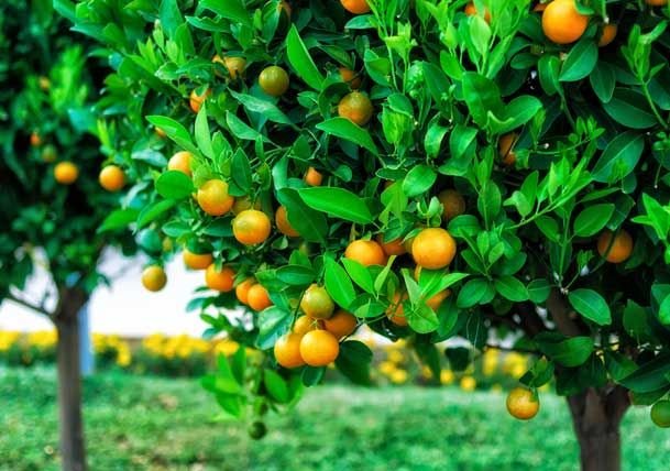 Мандариновое дерево Греция