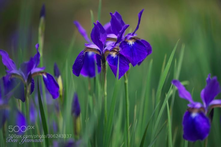 Ирисы клубневые